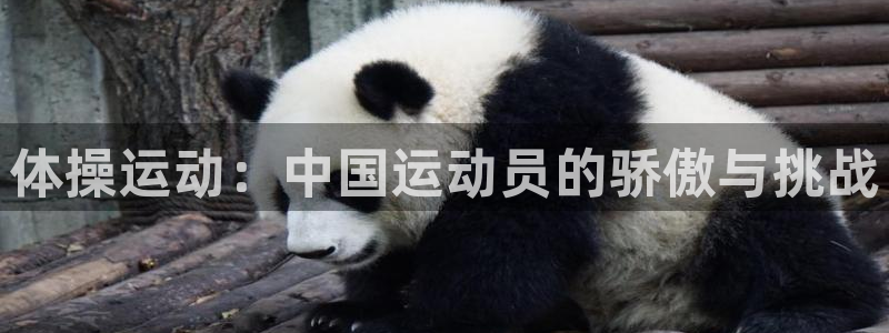 哈哈体育十年：体操运动：中国运动员的骄傲与挑战